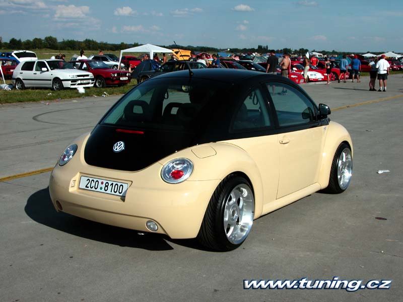 beetle_1.jpg