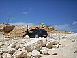 100_8770.jpg